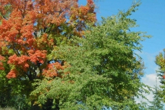 p1010008